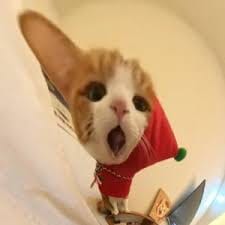 Maya Soebardjo avatar